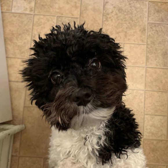 Meet your Posh Ambassador, ST! - Picture 3 of 7